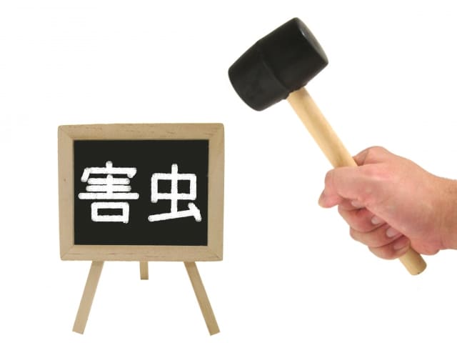 ネズミと他の害獣を足音で見分ける方法｜ハクビシン・アライグマとの違い