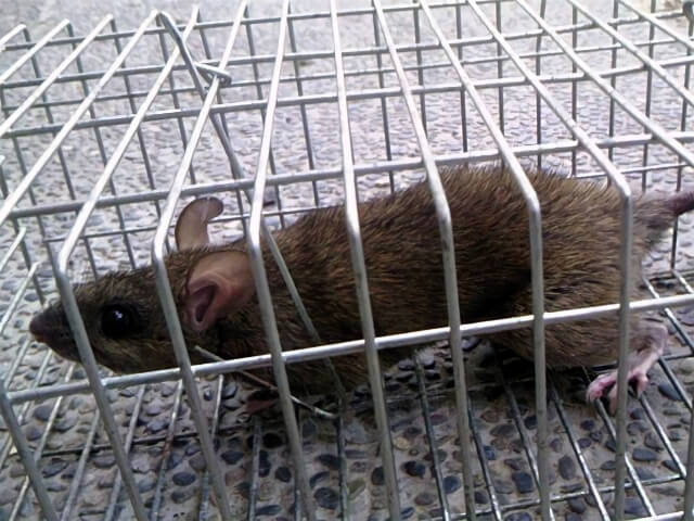まとめ｜ネズミのかじり被害は放置せず早期に駆除して被害拡大を防ごう