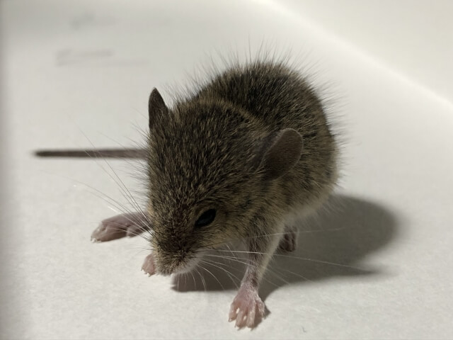 ネズミがかじる理由とは?被害が出やすい対象やかじらせない5つの対策をプロが徹底解説