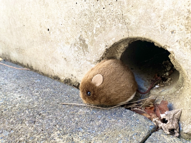 ネズミ被害を種類別に紹介！損害賠償に発展した怖い実例あり