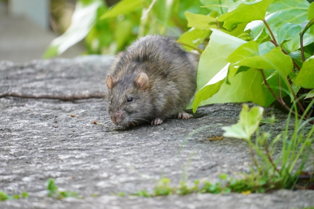 ネズミによる被害の代表的な種類とは？怖い実例もあわせて紹介