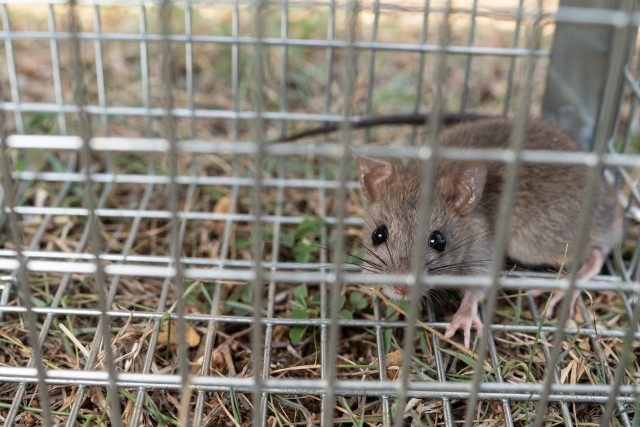 ネズミの被害がないか気になる・兆候を見つけた方は迷わずネズミメンテナンスへ！