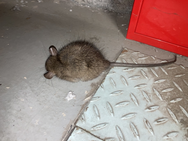 ネズミ被害を確実に防ぐならラットサインを見逃さず早めに駆除を依頼しましょう