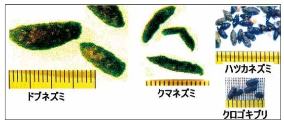 ネズミのフン（糞）の特徴と見分け方｜種類別にサイズ・色・形状を比較