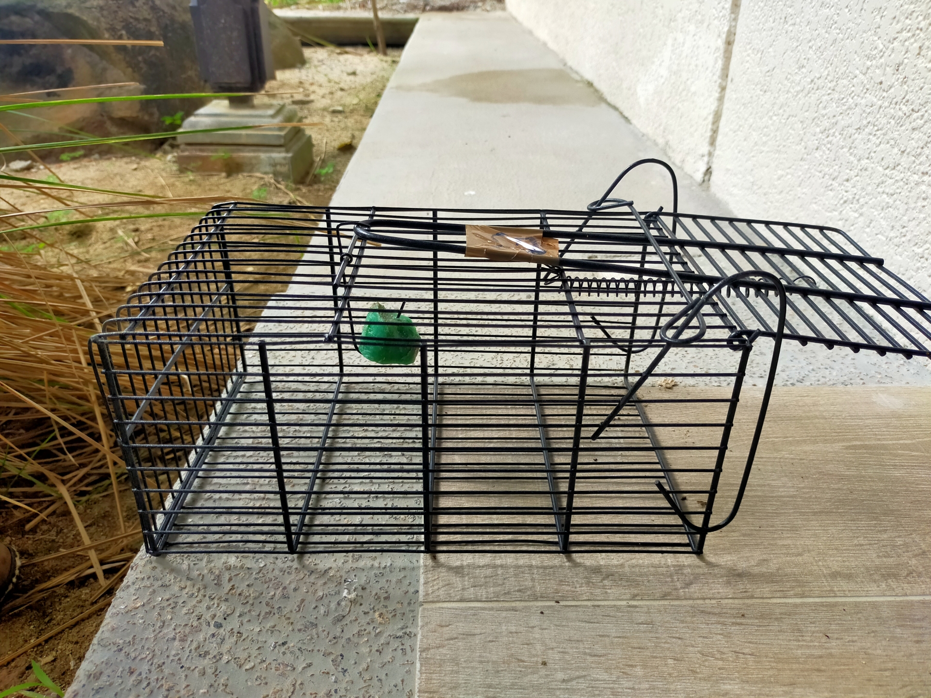 ネズミメンテナンスで対応したネズミ駆除の事例を紹介