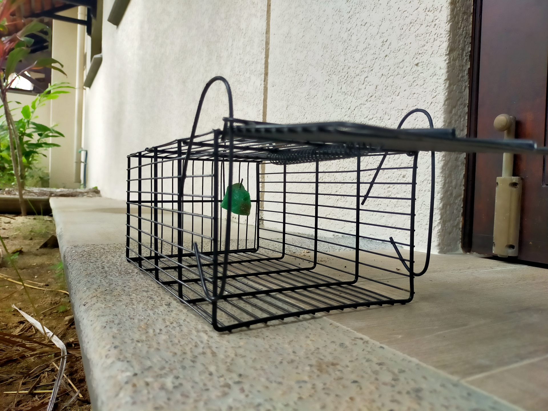 ネズミのフンを再発させないための予防策