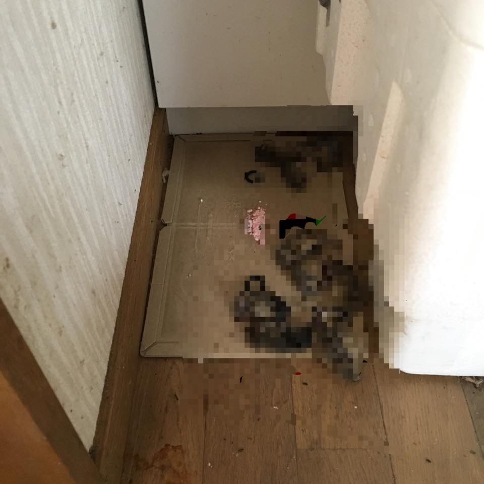 N.E のネズミ駆除施工事例