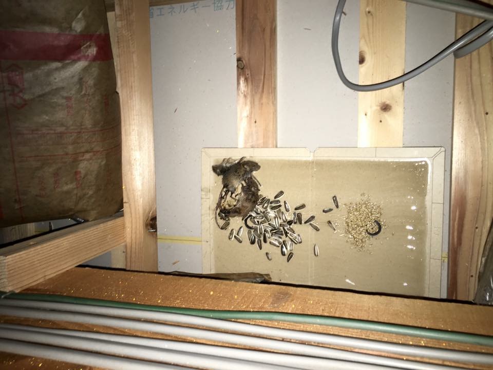 N.E のネズミ駆除施工事例