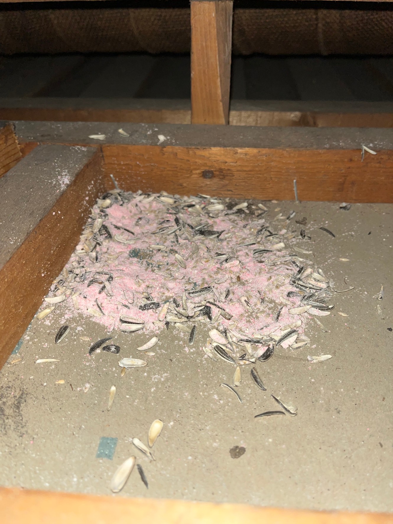 T.U のネズミ駆除施工事例