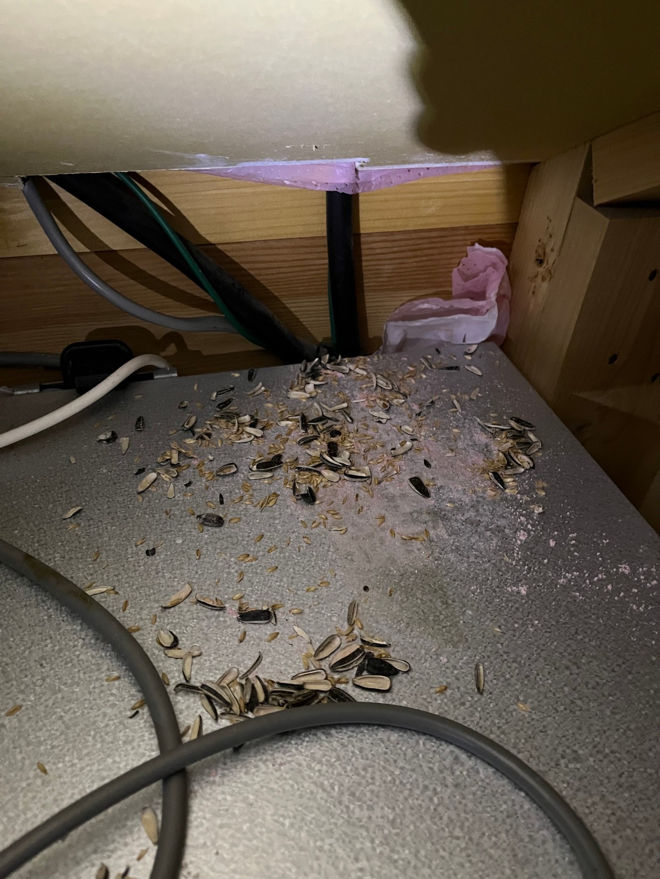 R.A のネズミ駆除施工事例