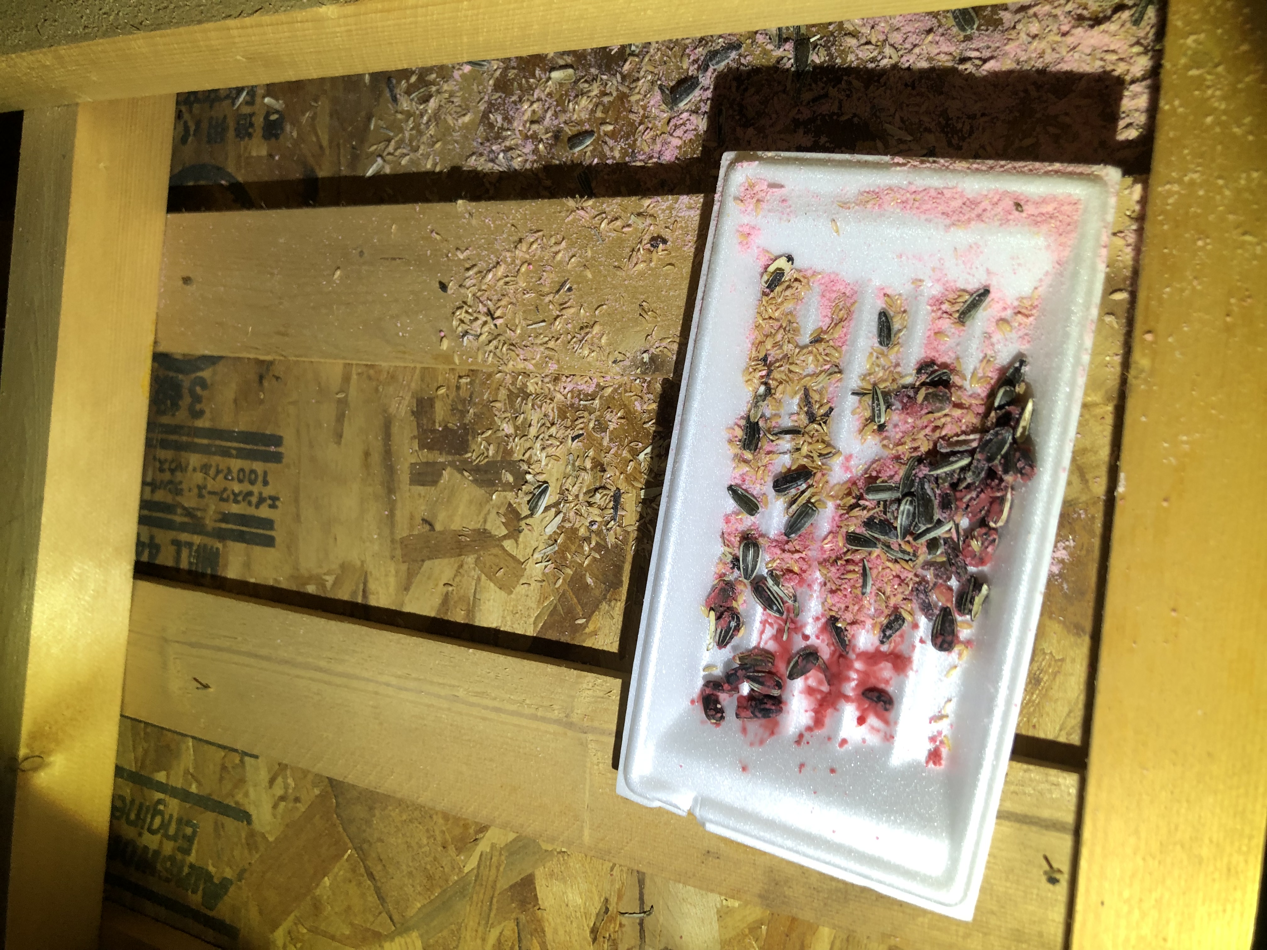 W.E のネズミ駆除施工事例