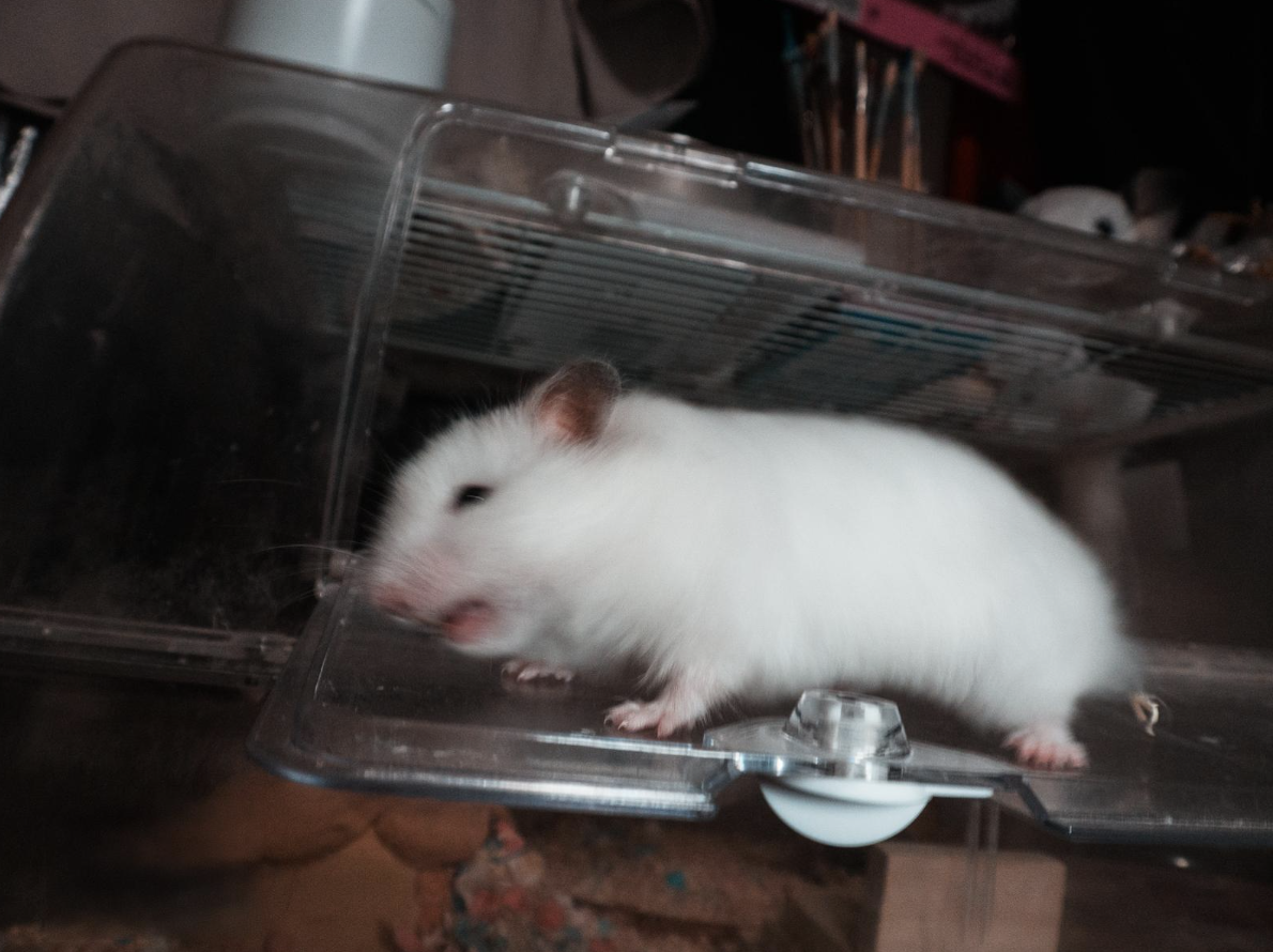 ネズミ駆除業者のおすすめ一覧！失敗しない選び方と意味がないのかも依頼が初めての方向けに解説