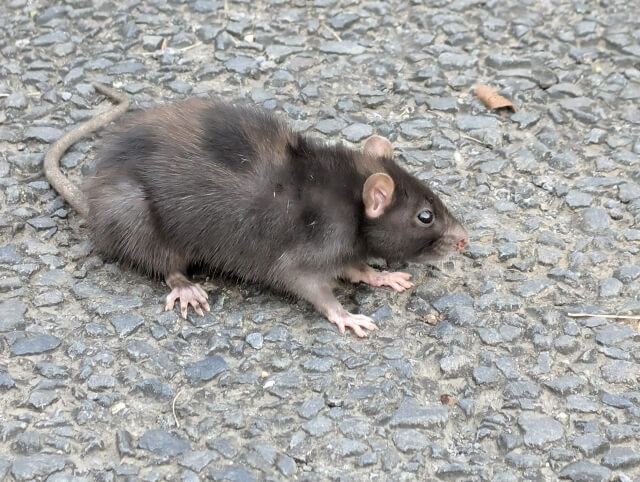 天井裏からカリカリ音がしたときに音以外で確認したいラットサイン