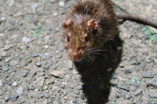 天井裏のネズミを放置すると繁殖して被害が広がる可能性がある