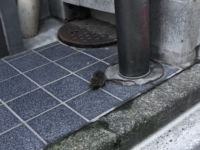 天井裏のネズミ駆除を業者に依頼すべきケース